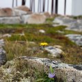 Fogo Island 2017-6