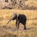 Botswana-38