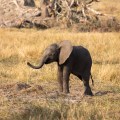 Botswana-39