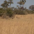 Botswana-44